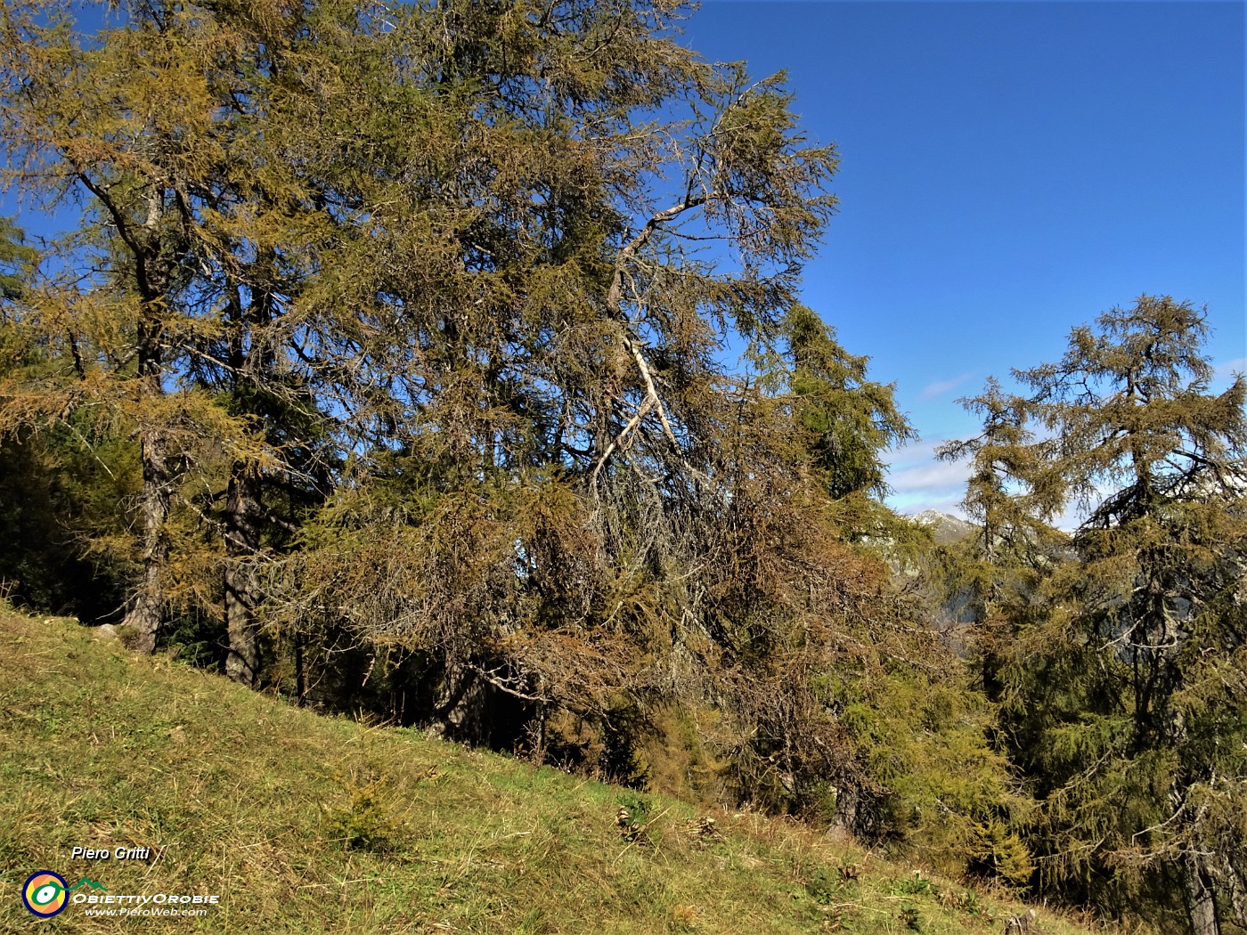 41 Sul sent. 117 dal Forcolino al Monte Colle larici in look autunnale.JPG